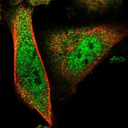 MYEOV2 Antibody, Novus Biologicals:Antibodies:Primary Antibodies